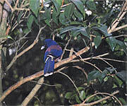県の鳥「ルリカケス」イメージ