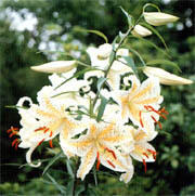 県の花「ヤマユリ」イメージ