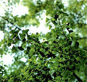 県の木「イチョウ」イメージ