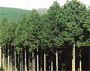 県の林木「ヒノキ」イメージ