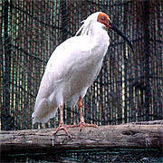 県の鳥「トキ」イメージ