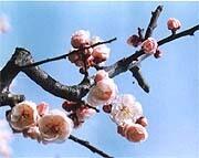 県の花「豊後梅」イメージ