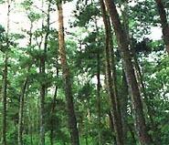 県の木「あかまつ」イメージ