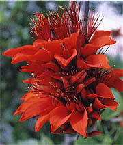 県の花「デイゴ」イメージ