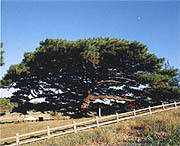 県の木「リュウキュウマツ」イメージ