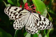 県の蝶「オオゴマダラ」イメージ