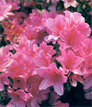 県の花「つつじ」イメージ