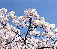 都の花「ソメイヨシノ」イメージ