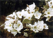 県花「二十世紀梨の花」イメージ