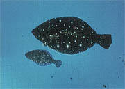 県魚「ヒラメ」イメージ