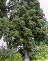 県の木「立山杉」イメージ