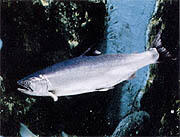 県の魚「サクラマス」イメージ