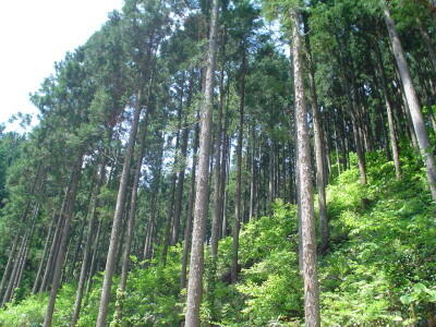 県の木「秋田杉」イメージ