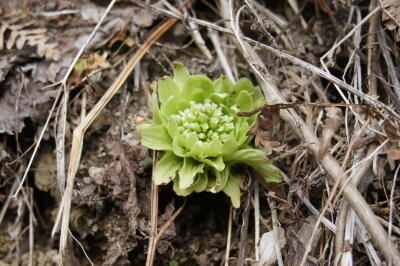 県の花「フキのとう」イメージ